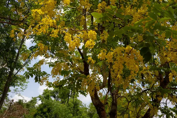 Altın Duş ağacından (Cassia fistülü) gelen parlak sarı çiçekler. Uzun, sarkık çiçek yarışları, Tayland 'da bulunan bu güzel tropikal ağacın tipik yeşil yapraklarıyla karışıyor..