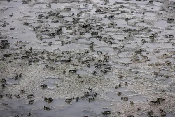 Çamurlu bir yüzeye dağılmış büyük bir yengeç grubu. Yengeçler kahverengi ve gri tonlarıdır ve çamur yüzeysel su birikintileriyle dokulu bir görünüme sahiptir..