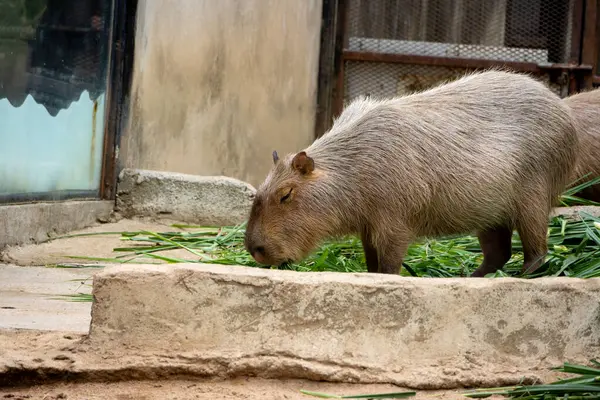Büyük, kahverengi bir Capybara kumlu bir muhafaza üzerinde oturur ve bir çimen yaprağını kemirir. Rahatlamış ifadesi ve nazik tavrı onu hayvanat bahçesi ziyaretçileri arasında popüler bir hayvan yapıyor..