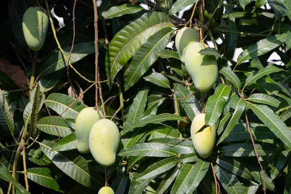 Olgunlaşmamış, yeşil mangoları mango ağacının dalından sarkan yakın plan çekimleri. Genç meyveler dallarla ve yapraklarla çevrili, yumuşak ve bulanık bir arka planı var..