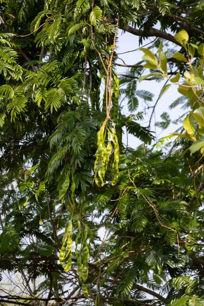 Ağacın dallarından sarkan yeşil kokulu fasulye (petai veya Parkia speciosa) kümeleri. Uzun, ince kapsüller yapraklar ve dallarla çevrili.