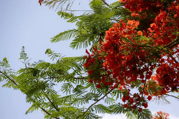 Flamboyant ağacının parlak turuncu kırmızı çiçekleri (Delonix regia), ayrıca Royal Poinciana veya Alev ağacı olarak da bilinir. Tüylü yeşil yapraklar, açık gökyüzüne karşı alevli çiçeklere karşı bir tezat oluşturuyor..