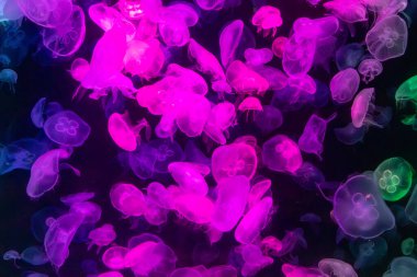 Canlı mavi ve yeşil neon ışıklarıyla aydınlatılan büyük bir grup renkli denizanasının yer aldığı büyüleyici sualtı sahnesi..