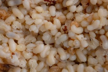 Beyaz ve saydam kırmızı karınca yumurtası, larva ve pupa kütleleri görünüyor. Ayrıca birkaç yetişkin kırmızı karınca ve kanatlı üreme de görülebilir. Bu görüntü, Tha 'da lezzet olarak kabul edilen bu böceklerin karmaşık yaşam döngüsünü yakalar.