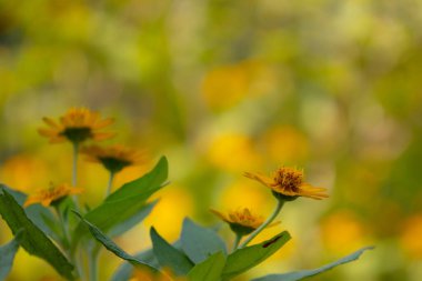 Parlak sarı Dahlberg Daisy (Thymophylla tenuiloba), Altın Post veya Pricklyleaf olarak da bilinir. Küçük, neşeli çiçek bulanık yeşil bir arka plana karşı duruyor.