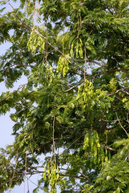 Ağacın dallarından sarkan yeşil kokulu fasulye (petai veya Parkia speciosa) kümeleri. Uzun, ince kapsüller yapraklar ve dallarla çevrili.