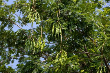 Ağacın dallarından sarkan yeşil kokulu fasulye (petai veya Parkia speciosa) kümeleri. Uzun, ince kapsüller yapraklar ve dallarla çevrili.