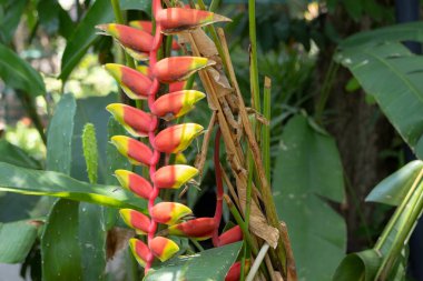 Canlı Heliconia rostrata çiçekleri, aynı zamanda Istakoz Pençesi ya da Sahte Cennet Kuşu olarak da bilinir. Çarpıcı kırmızı ve sarı frenler aşağı sarkıyor, tropik bir bahçede yemyeşil yapraklarla çevrili..