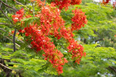 Flamboyant ağacının parlak turuncu kırmızı çiçekleri (Delonix regia), ayrıca Royal Poinciana veya Alev ağacı olarak da bilinir. Tüylü yeşil yapraklar, açık gökyüzüne karşı alevli çiçeklere karşı bir tezat oluşturuyor..