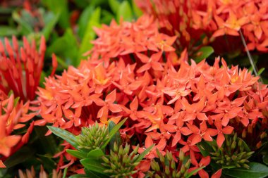 Parlak kırmızı Ixora kaksinea çiçekleri, aynı zamanda Kızıl Orman Geraniumu ya da Ormanın Alevi olarak da bilinir. Küçük, yıldız şeklinde çiçek kümeleri yemyeşil yapraklara karşı dururlar. Bu görüntü, bu tropikal çiçeklerin yoğunluğunu ve güzelliğini yakalar..