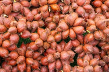 Yılan meyvesi olarak da bilinen Salacca meyveleri yığını eşsiz kırmızımsı kahverengi, pullu derilerini ve dikenli görünüşlerini sergiliyor. Meyveler bir araya toplanmış ve tropikal kökenlerini vurguluyorlar..