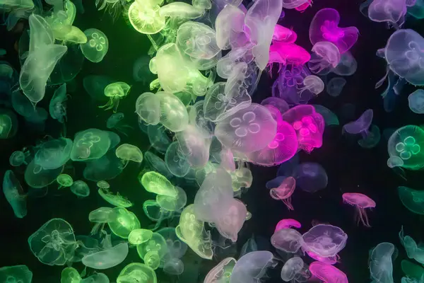 Canlı mavi ve yeşil neon ışıklarıyla aydınlatılan büyük bir grup renkli denizanasının yer aldığı büyüleyici sualtı sahnesi..