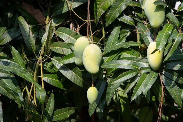Olgunlaşmamış, yeşil mangoları mango ağacının dalından sarkan yakın plan çekimleri. Genç meyveler dallarla ve yapraklarla çevrili, yumuşak ve bulanık bir arka planı var..