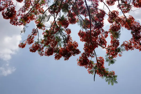 Flamboyant ağacının parlak turuncu kırmızı çiçekleri (Delonix regia), ayrıca Royal Poinciana veya Alev ağacı olarak da bilinir. Tüylü yeşil yapraklar, açık gökyüzüne karşı alevli çiçeklere karşı bir tezat oluşturuyor..