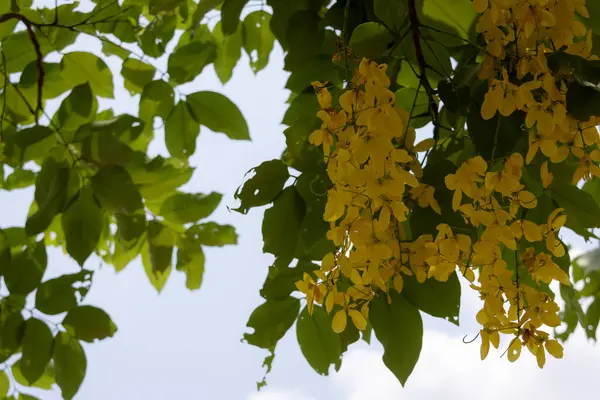 Altın Duş ağacından (Cassia fistülü) gelen parlak sarı çiçekler. Uzun, sarkık çiçek yarışları, Tayland 'da bulunan bu güzel tropikal ağacın tipik yeşil yapraklarıyla karışıyor..