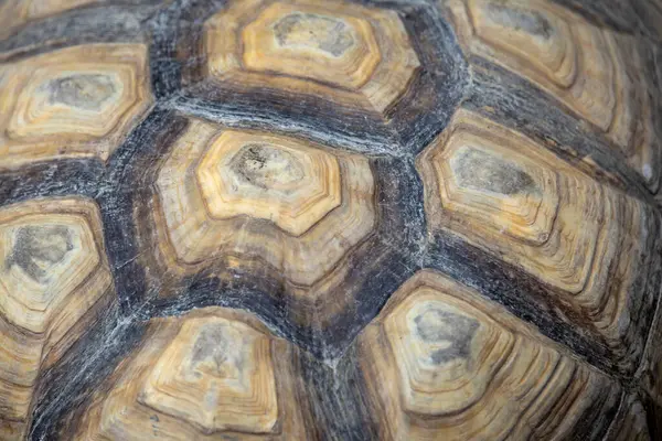 Kaplumbağa kabuğunun makro görüntüsü eşsiz desenlerini ve doğal dokularını kahverengi ve bej tonlarında sergiliyor..