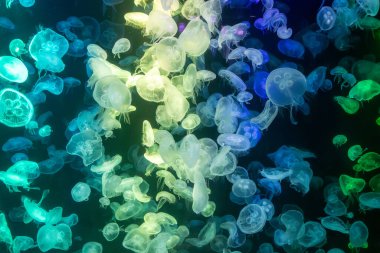 Canlı mavi ve yeşil neon ışıklarıyla aydınlatılan büyük bir grup renkli denizanasının yer aldığı büyüleyici sualtı sahnesi..