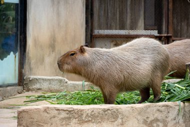 Büyük, kahverengi bir Capybara kumlu bir muhafaza üzerinde oturur ve bir çimen yaprağını kemirir. Rahatlamış ifadesi ve nazik tavrı onu hayvanat bahçesi ziyaretçileri arasında popüler bir hayvan yapıyor..