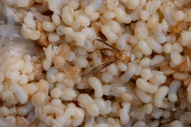 Beyaz ve saydam kırmızı karınca yumurtası, larva ve pupa kütleleri görünüyor. Ayrıca birkaç yetişkin kırmızı karınca ve kanatlı üreme de görülebilir. Bu görüntü, Tha 'da lezzet olarak kabul edilen bu böceklerin karmaşık yaşam döngüsünü yakalar.
