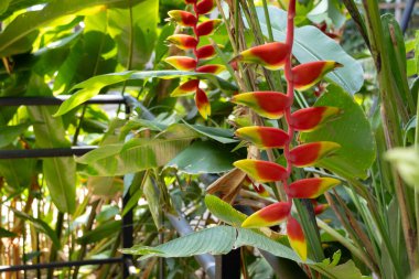 Canlı Heliconia rostrata çiçekleri, aynı zamanda Istakoz Pençesi ya da Sahte Cennet Kuşu olarak da bilinir. Çarpıcı kırmızı ve sarı frenler aşağı sarkıyor, tropik bir bahçede yemyeşil yapraklarla çevrili..