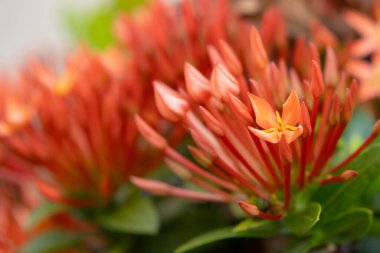 Parlak kırmızı Ixora kaksinea çiçekleri, aynı zamanda Kızıl Orman Geraniumu ya da Ormanın Alevi olarak da bilinir. Küçük, yıldız şeklinde çiçek kümeleri yemyeşil yapraklara karşı dururlar. Bu görüntü, bu tropikal çiçeklerin yoğunluğunu ve güzelliğini yakalar..