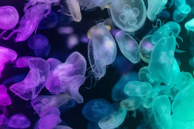 Canlı mavi ve yeşil neon ışıklarıyla aydınlatılan büyük bir grup renkli denizanasının yer aldığı büyüleyici sualtı sahnesi..