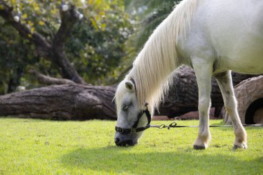 Görkemli beyaz bir aygır yemyeşil bir alanda huzur içinde otluyor. At gölgeli bir ağacın altında duruyor. Arka planda palmiye ağaçları var. Huzurlu ve huzurlu bir manzara yaratıyor..