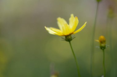 Titreyen sarı çim tohumu çiçekleri sıcak güneş ışığında güneşlenir. Her çiçeğin narin taç yaprakları mükemmel bir şekilde aydınlatılmış, çarpıcı bir renk ve doku gösterisi yaratıyor..