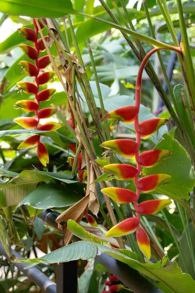 Canlı Heliconia rostrata çiçekleri, aynı zamanda Istakoz Pençesi ya da Sahte Cennet Kuşu olarak da bilinir. Çarpıcı kırmızı ve sarı frenler aşağı sarkıyor, tropik bir bahçede yemyeşil yapraklarla çevrili..