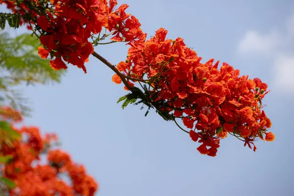 Flamboyant ağacının parlak turuncu kırmızı çiçekleri (Delonix regia), ayrıca Royal Poinciana veya Alev ağacı olarak da bilinir. Tüylü yeşil yapraklar, açık gökyüzüne karşı alevli çiçeklere karşı bir tezat oluşturuyor..