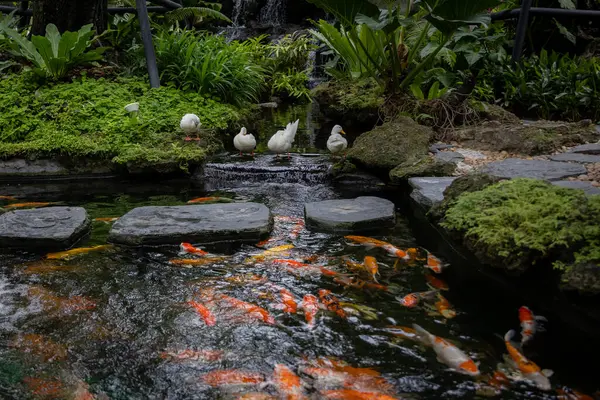 Bereketli bir yeşillik ve küçük bir şelaleyle çevrili sakin bir gölet. Beyaz ördekler öndeki bir kayanın üzerinde huzur içinde yatarken renkli koi balıkları altında tembelce yüzüyorlar..
