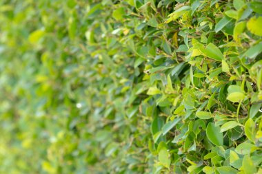 Yoğun yeşil bir çitin yakın çekimi, canlı yeşilliklerden oluşan doğal bir duvar oluşturuyor. Üniforma dokusu ve zengin rengi huzur ve huzuru çağrıştırıyor..