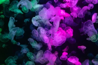 Canlı mavi ve yeşil neon ışıklarıyla aydınlatılan büyük bir grup renkli denizanasının yer aldığı büyüleyici sualtı sahnesi..