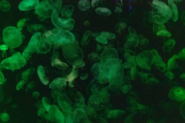 Canlı mavi ve yeşil neon ışıklarıyla aydınlatılan büyük bir grup renkli denizanasının yer aldığı büyüleyici sualtı sahnesi..