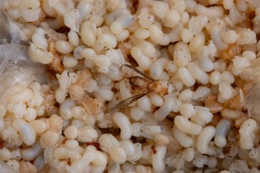 Beyaz ve saydam kırmızı karınca yumurtası, larva ve pupa kütleleri görünüyor. Ayrıca birkaç yetişkin kırmızı karınca ve kanatlı üreme de görülebilir. Bu görüntü, Tha 'da lezzet olarak kabul edilen bu böceklerin karmaşık yaşam döngüsünü yakalar.