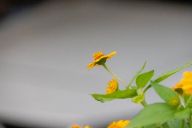 Parlak sarı Melampodium divaricatum çiçeklerinin yakın plan çekimi, Butter Daisies olarak da bilinir. Titreyen çiçekler, yumuşak yeşil yapraklara karşı duruyor..