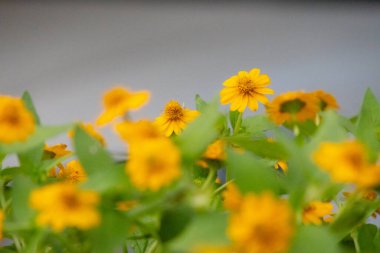 Parlak sarı Melampodium divaricatum çiçeklerinin yakın plan çekimi, Butter Daisies olarak da bilinir. Titreyen çiçekler, yumuşak yeşil yapraklara karşı duruyor..