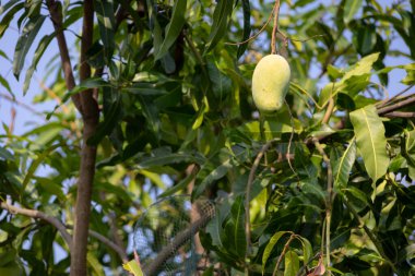 Olgunlaşmamış, yeşil mangoları mango ağacının dalından sarkan yakın plan çekimleri. Genç meyveler dallarla ve yapraklarla çevrili, yumuşak ve bulanık bir arka planı var..