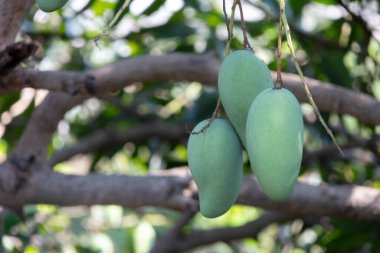 Olgunlaşmamış, yeşil mangoları mango ağacının dalından sarkan yakın plan çekimleri. Genç meyveler dallarla ve yapraklarla çevrili, yumuşak ve bulanık bir arka planı var..