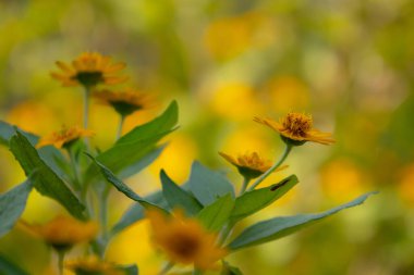 Parlak sarı Dahlberg Daisy (Thymophylla tenuiloba), Altın Post veya Pricklyleaf olarak da bilinir. Küçük, neşeli çiçek bulanık yeşil bir arka plana karşı duruyor.