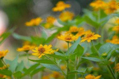 Parlak sarı Dahlberg Daisy (Thymophylla tenuiloba), Altın Post veya Pricklyleaf olarak da bilinir. Küçük, neşeli çiçek bulanık yeşil bir arka plana karşı duruyor.