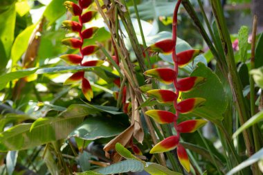 Canlı Heliconia rostrata çiçekleri, aynı zamanda Istakoz Pençesi ya da Sahte Cennet Kuşu olarak da bilinir. Çarpıcı kırmızı ve sarı frenler aşağı sarkıyor, tropik bir bahçede yemyeşil yapraklarla çevrili..