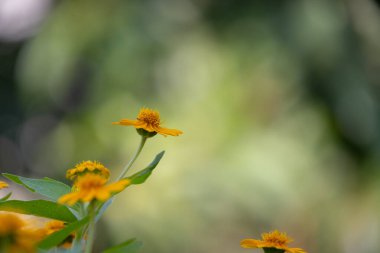 Parlak sarı Dahlberg Daisy (Thymophylla tenuiloba), Altın Post veya Pricklyleaf olarak da bilinir. Küçük, neşeli çiçek bulanık yeşil bir arka plana karşı duruyor.