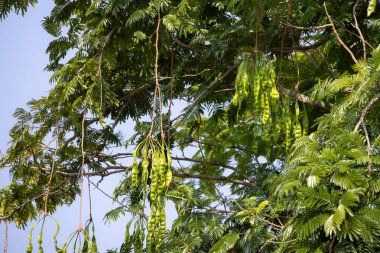 Ağacın dallarından sarkan yeşil kokulu fasulye (petai veya Parkia speciosa) kümeleri. Uzun, ince kapsüller yapraklar ve dallarla çevrili.