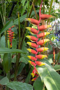 Canlı Heliconia rostrata çiçekleri, aynı zamanda Istakoz Pençesi ya da Sahte Cennet Kuşu olarak da bilinir. Çarpıcı kırmızı ve sarı frenler aşağı sarkıyor, tropik bir bahçede yemyeşil yapraklarla çevrili..