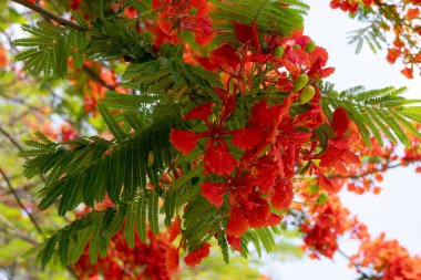 Flamboyant ağacının parlak turuncu kırmızı çiçekleri (Delonix regia), ayrıca Royal Poinciana veya Alev ağacı olarak da bilinir. Tüylü yeşil yapraklar, açık gökyüzüne karşı alevli çiçeklere karşı bir tezat oluşturuyor..