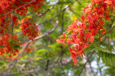 Flamboyant ağacının parlak turuncu kırmızı çiçekleri (Delonix regia), ayrıca Royal Poinciana veya Alev ağacı olarak da bilinir. Tüylü yeşil yapraklar, açık gökyüzüne karşı alevli çiçeklere karşı bir tezat oluşturuyor..