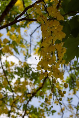 Altın Duş ağacından (Cassia fistülü) gelen parlak sarı çiçekler. Uzun, sarkık çiçek yarışları, Tayland 'da bulunan bu güzel tropikal ağacın tipik yeşil yapraklarıyla karışıyor..