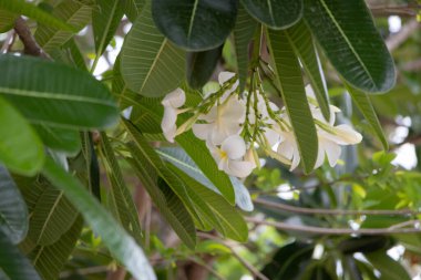 Zarif beyaz Plumeria pudica çiçekleri, ayrıca gelin buketi ya da Evergreen Frangipani olarak da bilinir. Sarı merkezli narin beyaz taç yaprakları uzun, koyu yeşil yapraklarla çok güzel tezat oluşturuyor. Bu görüntü bu resimlerin saflığını ve tazeliğini yakalar.