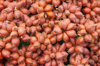 Yılan meyvesi olarak da bilinen Salacca meyveleri yığını eşsiz kırmızımsı kahverengi, pullu derilerini ve dikenli görünüşlerini sergiliyor. Meyveler bir araya toplanmış ve tropikal kökenlerini vurguluyorlar..